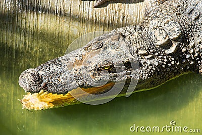 Crocodile farm in Phuket, Thailand. Dangerous alligator Stock Photo