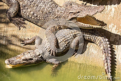 Crocodile farm in Phuket, Thailand. Dangerous alligator Stock Photo