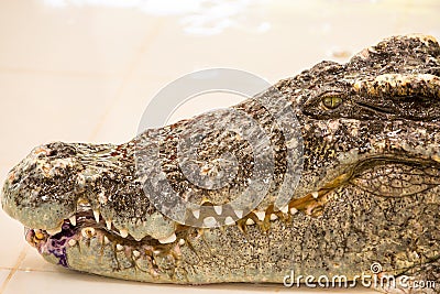 Crocodile farm in Phuket, Thailand. Dangerous alligator Stock Photo