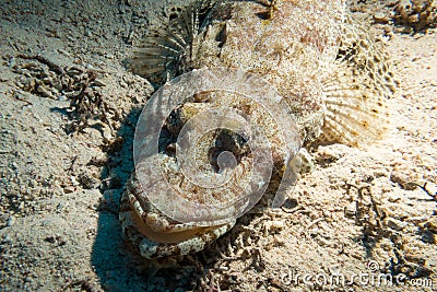 Crocodile fish lying on a coral reef Stock Photo