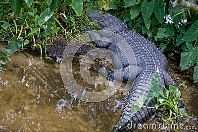 Crocodile in Florida swamp Stock Photo