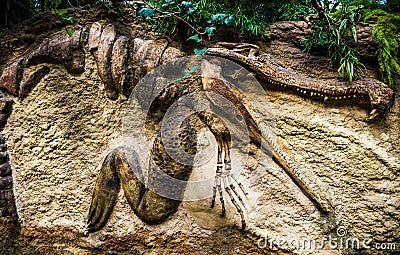 Crocodile fossil Stock Photo