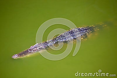 Crocodile in green water Stock Photo