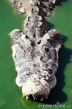 Crocodile in green water Stock Photo