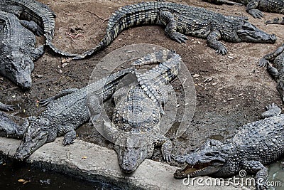 Crocodile hunter sleeping on land Stock Photo