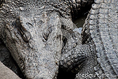 Crocodile hunter sleeping on land Stock Photo
