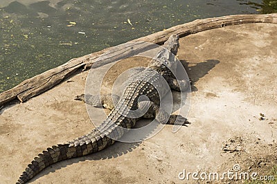 Crocodile hunting aggressive bite head alligator concept Stock Photo