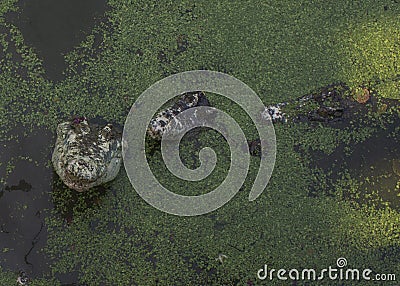 Crocodile hunting aggressive bite head alligator concept Stock Photo