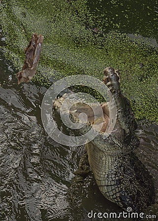 Crocodile hunting aggressive bite head alligator concept Stock Photo