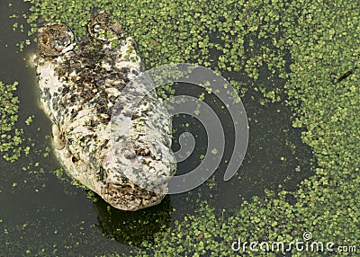 Crocodile hunting aggressive bite head alligator concept Stock Photo