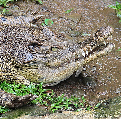Crocodile hunting in camouflage Stock Photo