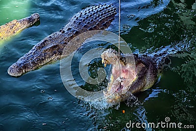 Crocodile hunting Stock Photo