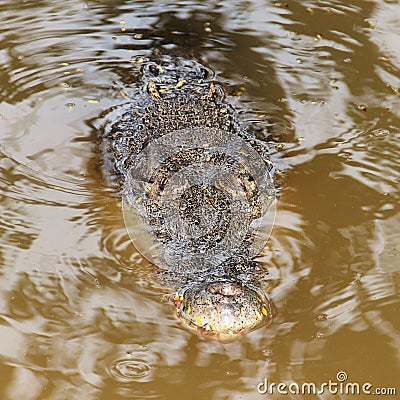 Crocodile hunting in a lake Stock Photo