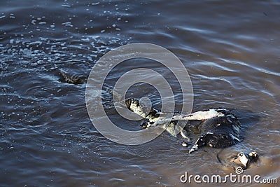 Crocodile hunting in river in kenya Stock Photo