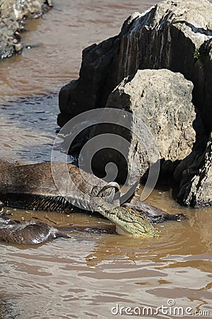 Crocodile hunting in river in kenya Stock Photo