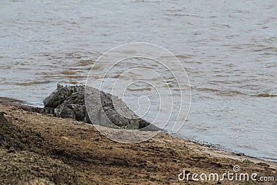 Crocodile hunting in river in kenya Stock Photo