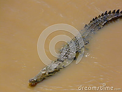 Crocodile hunting Stock Photo