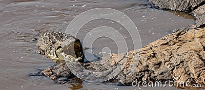 Crocodile hunting the Wildebeest crossing in the Mara River Africa Stock Photo