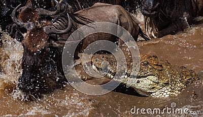 Crocodile hunting the wildebeest crossing in the Mara river Africa Stock Photo