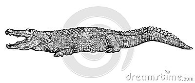 Crocodile illustration, drawing, engraving, ink, line art, vector Vector Illustration