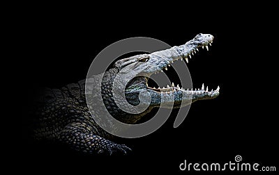 Crocodile isolated on black background Stock Photo