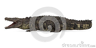 Crocodile Isolated Stock Photo