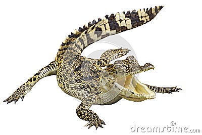 Crocodile with isolated white background Stock Photo