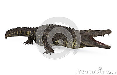 Crocodile Isolated Stock Photo