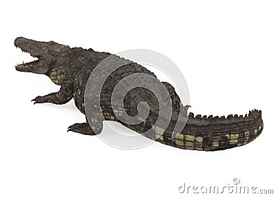 Crocodile Isolated Stock Photo