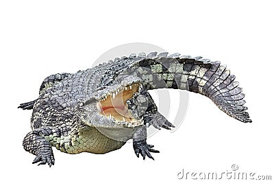Beautiful Nile crocodile isolated on white background Stock Photo