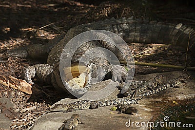 A crocodile with its mouth wide open and baby crocs all around him. Stock Photo