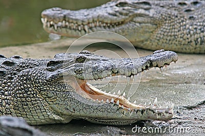 Crocodile jaws Stock Photo