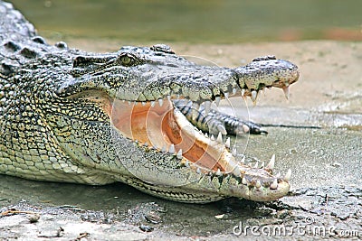 Crocodile Jaws Stock Photo
