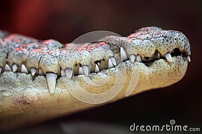 Crocodile jaws Stock Photo