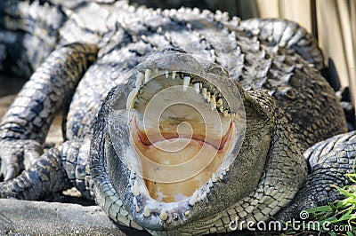Crocodile Jaws Stock Photo