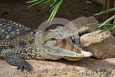 Crocodile jaws wild animal Stock Photo