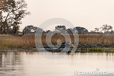 Crocodile at the kwando River in the caprivi Strip in Namibia in africa Stock Photo