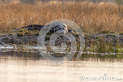 Crocodile at the kwando River in the caprivi Strip in Namibia in africa Stock Photo