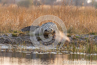 Crocodile at the kwando River in the caprivi Strip in Namibia in africa Stock Photo