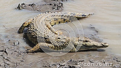 Crocodile Stock Photo