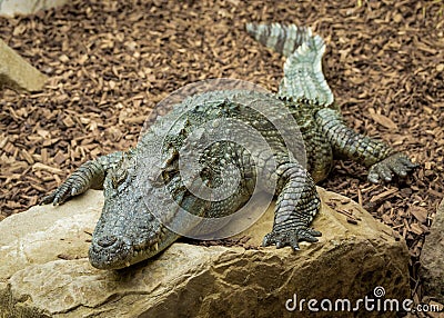 Crocodile relaxing on rocks. Stock Photo