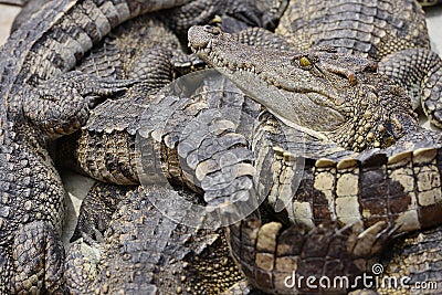 Crocodile Stock Photo