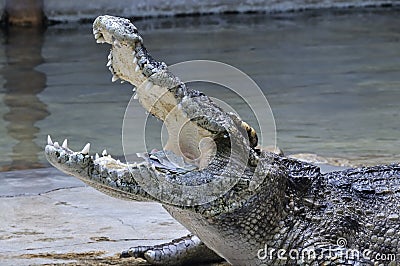 Crocodile with money in his mouth, Thailand Stock Photo