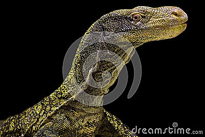 Crocodile monitor Varanus salvadorii Stock Photo