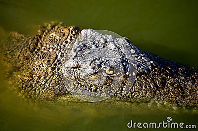 Crocodile Morrocan Africa 2018 Stock Photo