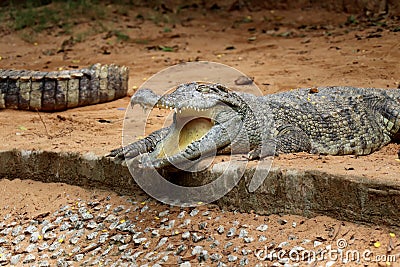 Crocodile in Nandankanan zoological Park in Orissa, India. Crocodile in the zoo. Editorial Stock Photo