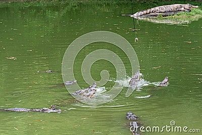 Fight for food-crocodile-Crocodylus siamensis Stock Photo