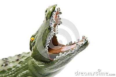 Crocodile with open jaws Stock Photo