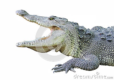 A crocodile with open jaws Stock Photo