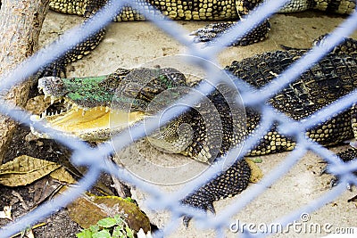 Crocodile open mouth Stock Photo